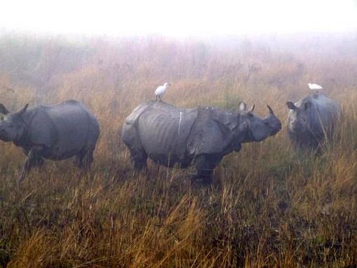 Rhinos in Kaziranga