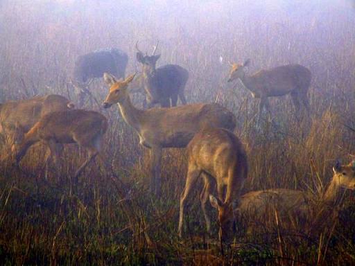 Deer in Kaziranga
