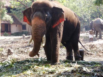 Elephant at Guruvayur Temple Sanctuary