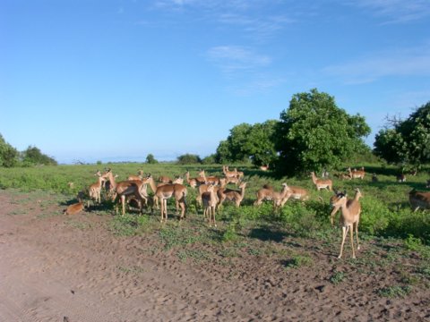 African Deers